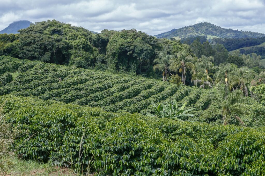 Coffee plantation in Minas Gerais, Brazil