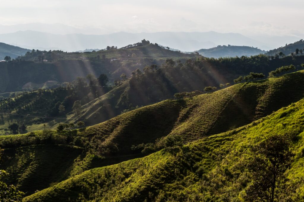 Forest coffee farm in Colombia