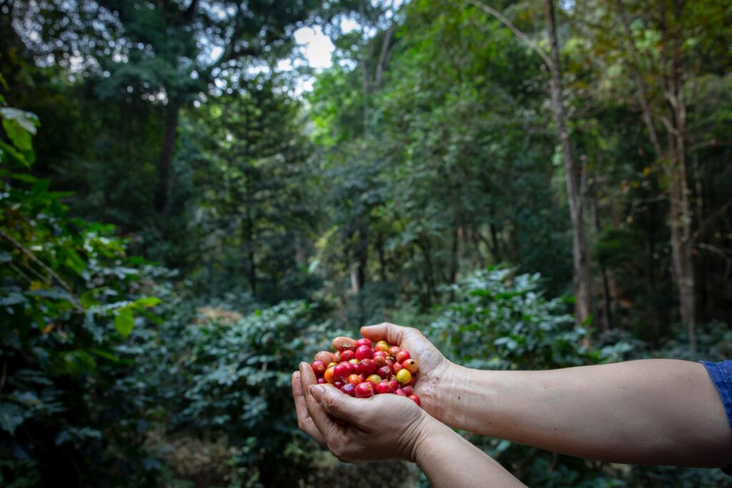A handful of Typica red berry coffee beans