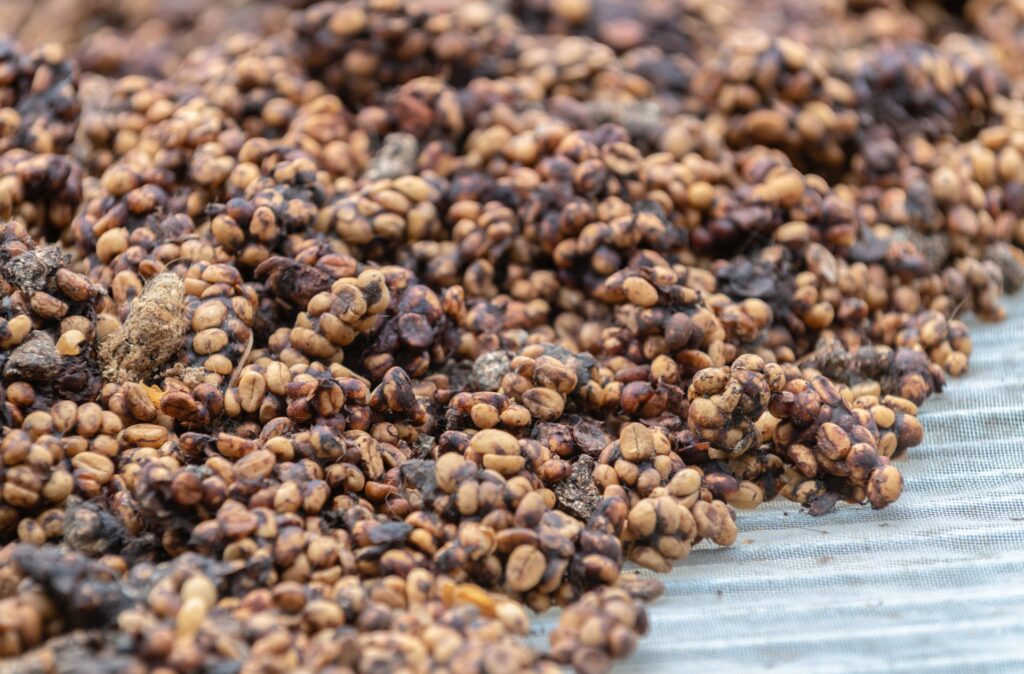 The famous and expensive civet coffee or Kopi Luwak
