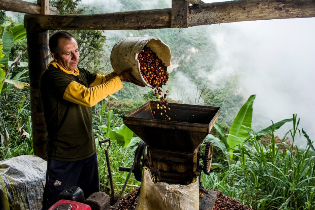 A Latin American farmer is harvesting coffee cherries