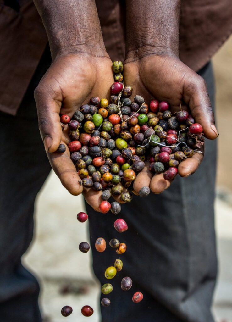 Grains of ripe coffee in the handbreadths of East African farmer